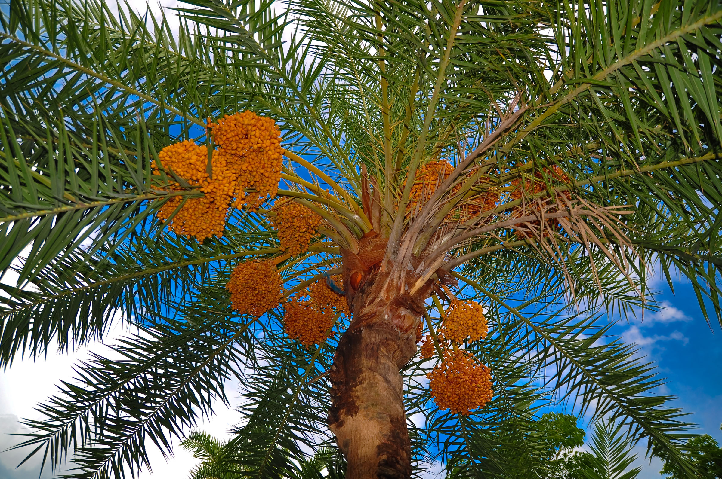 Date_palm_tree