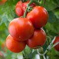Crop Protection Pesticides
