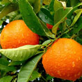 Fertilizers