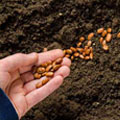 Seeds